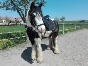 Reiten