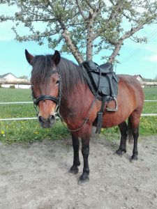 Reiten